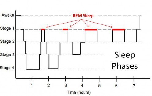 Chart illustrating the phases of sleep.