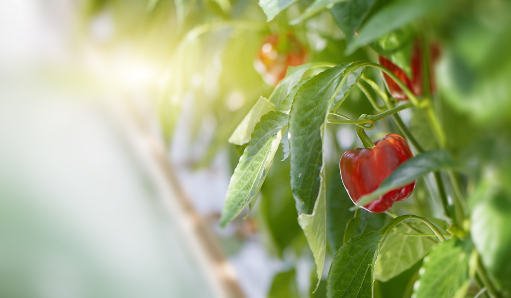 Small red bell peppers or capsicum growing on a plant outdoors in a garden, close up view