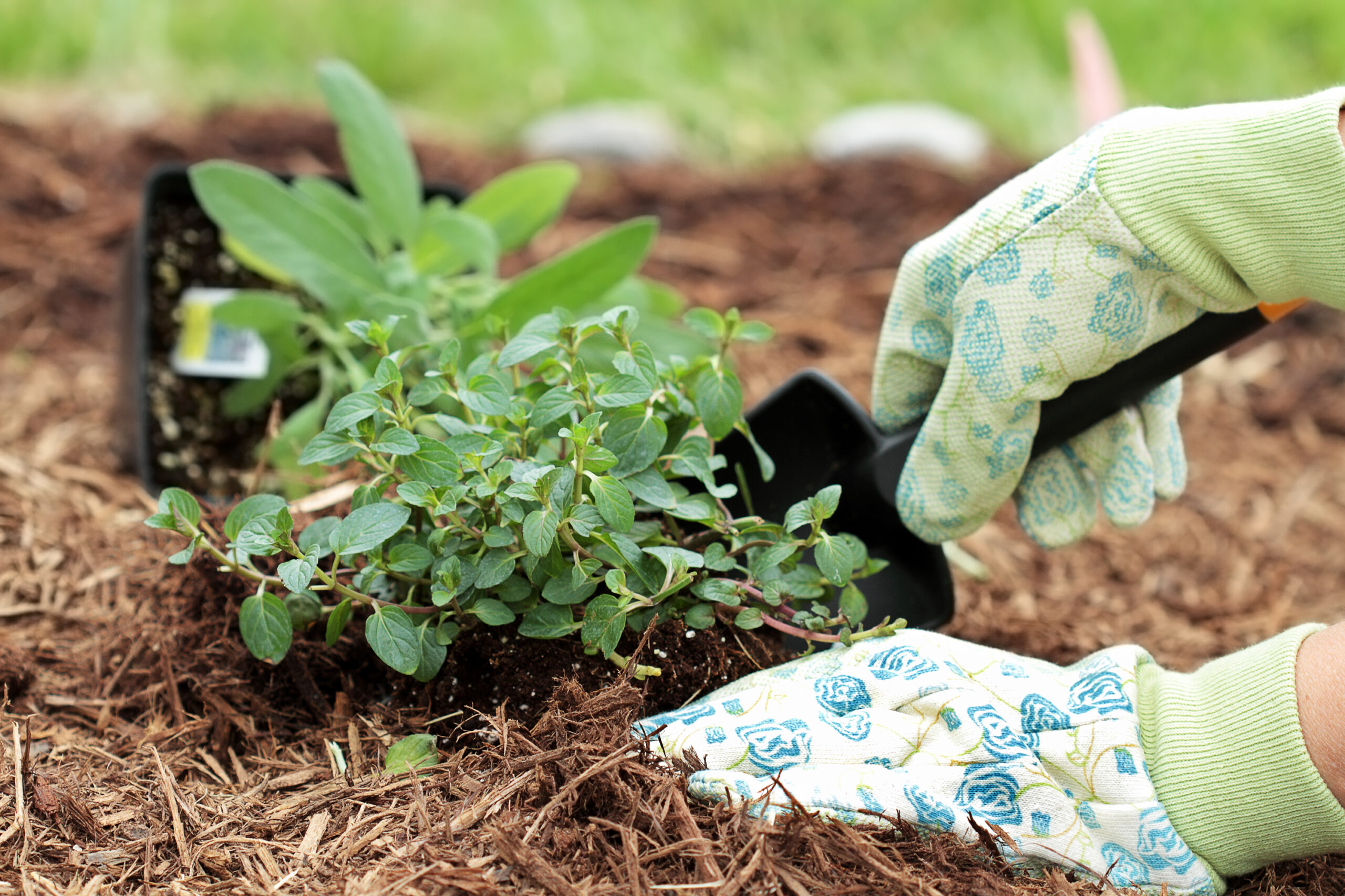 A gardener's gloved hand planting chocolate peppermint with a small trowel in a herb garden.
