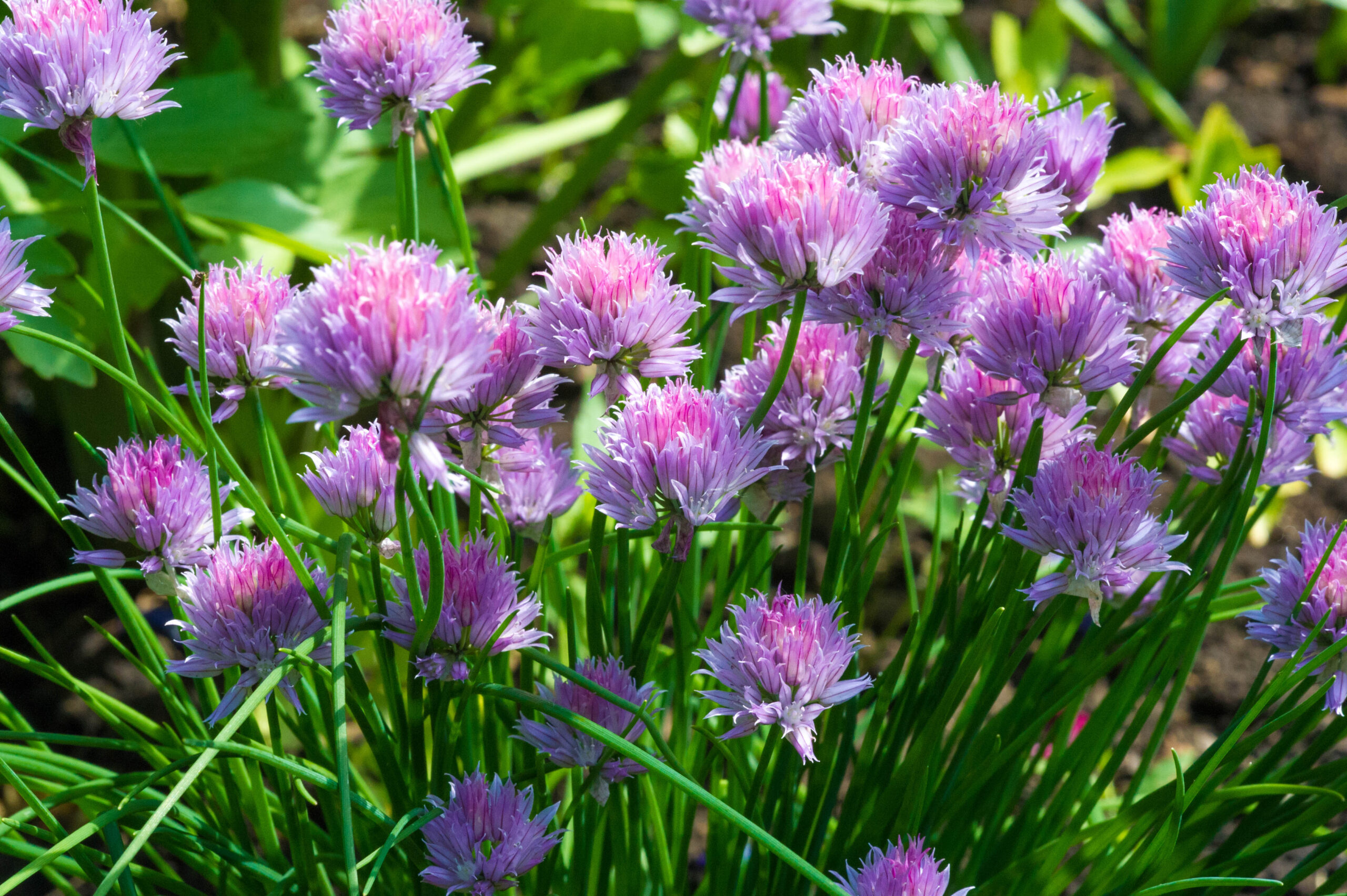 Chives, scientific name Allium schoenoprasum, A perennial plant, it is widespread in nature across much of Europe, Asia, and North America. The plant provides a great deal of nectar for pollinators.
