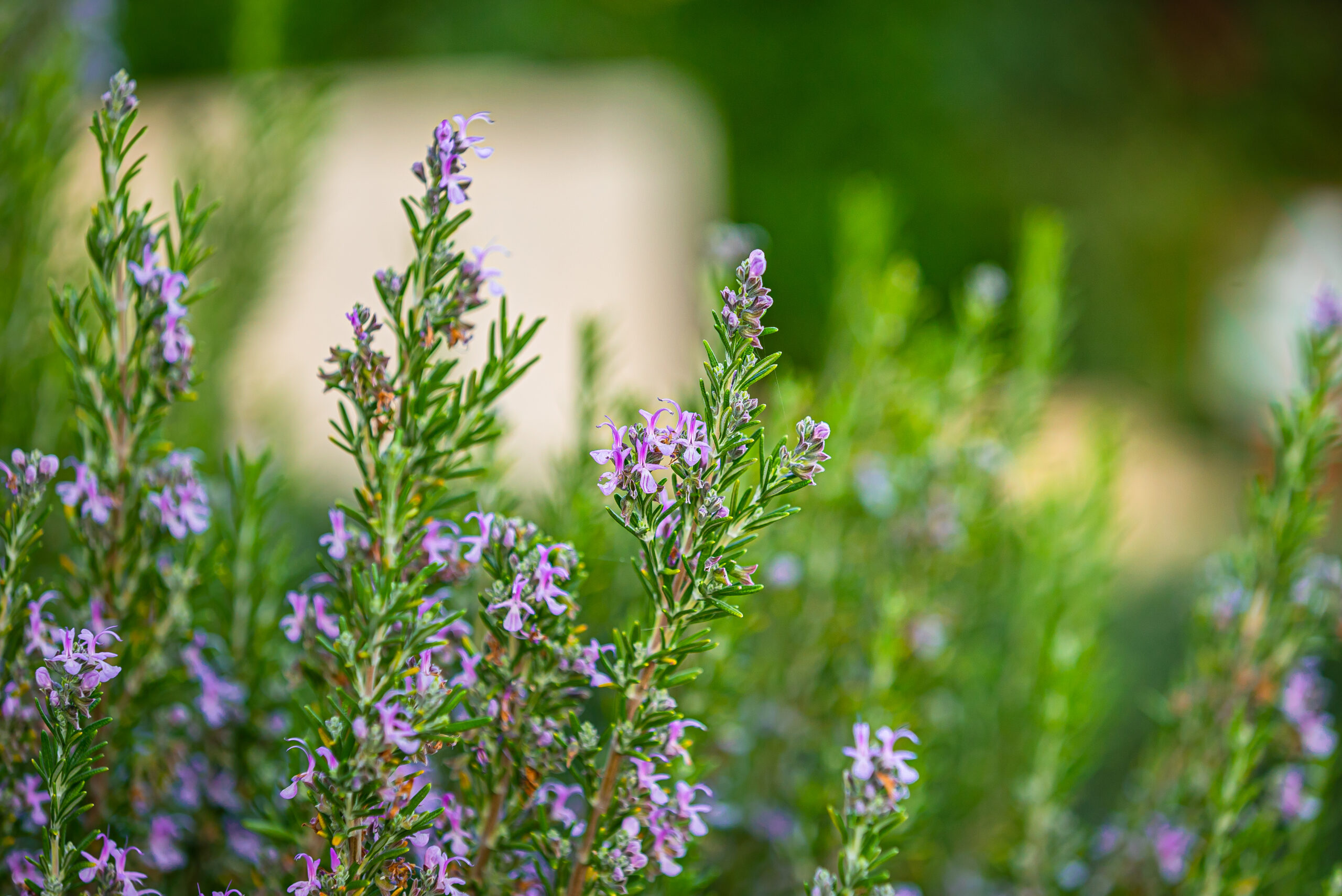 Blooming Rosemary Plant in Herb Garden, Close Up