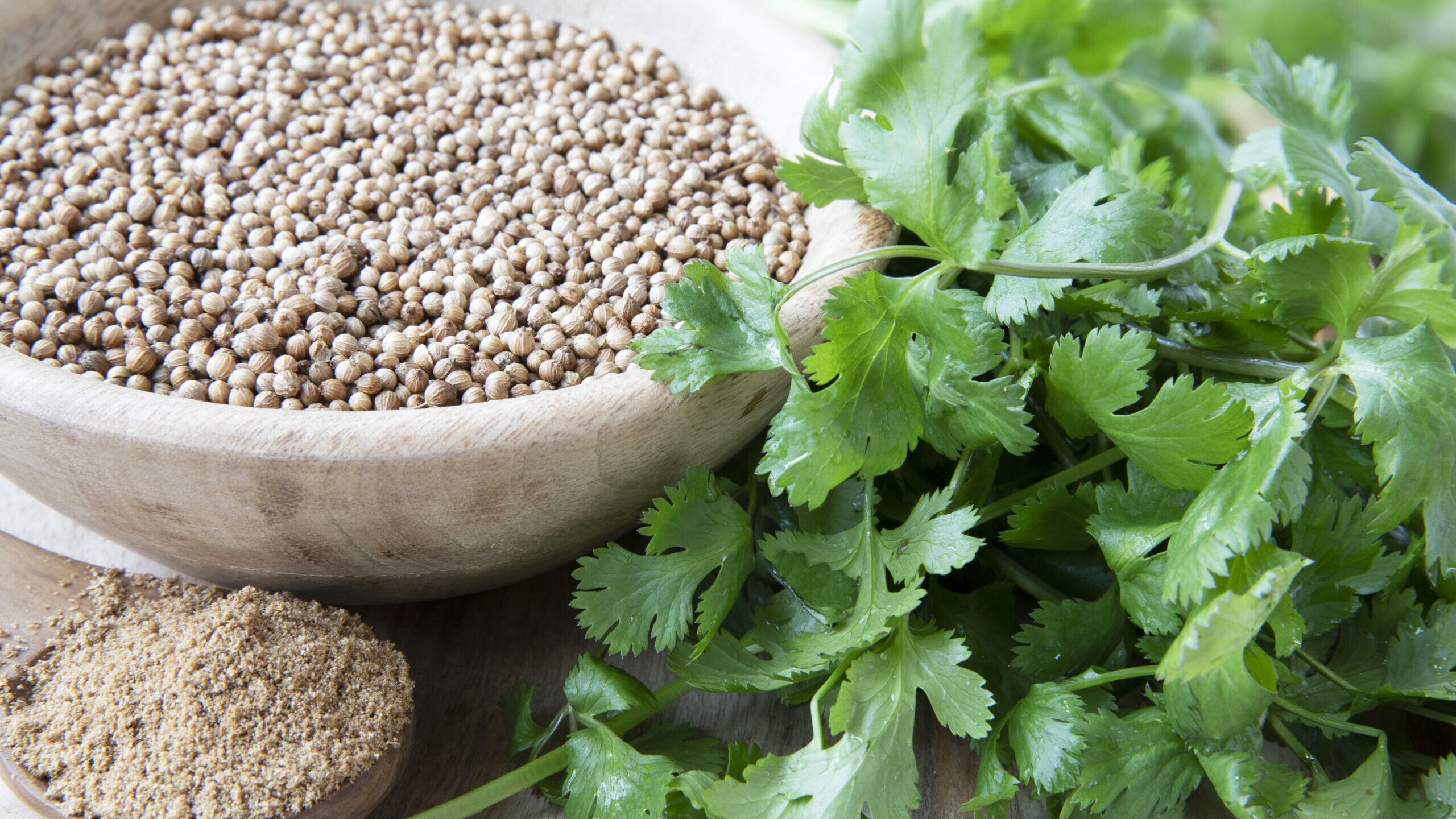Bowl of whole coriander seeds surrounded by coriander powder and fresh cilantro leaves