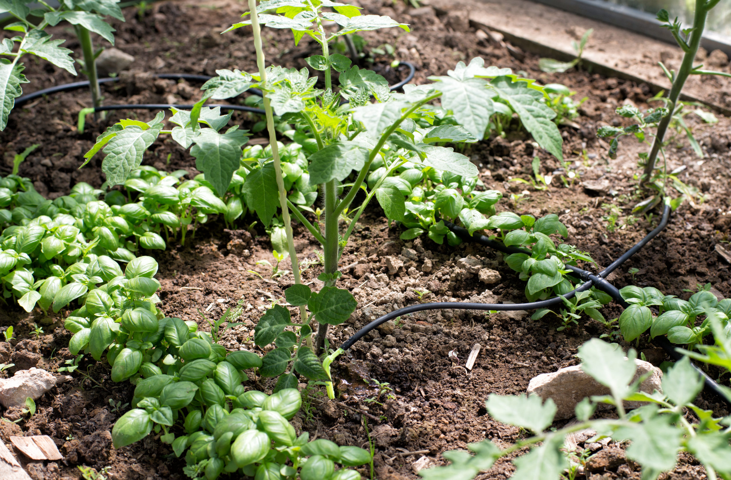 Companion Planting with plants that compliment one another