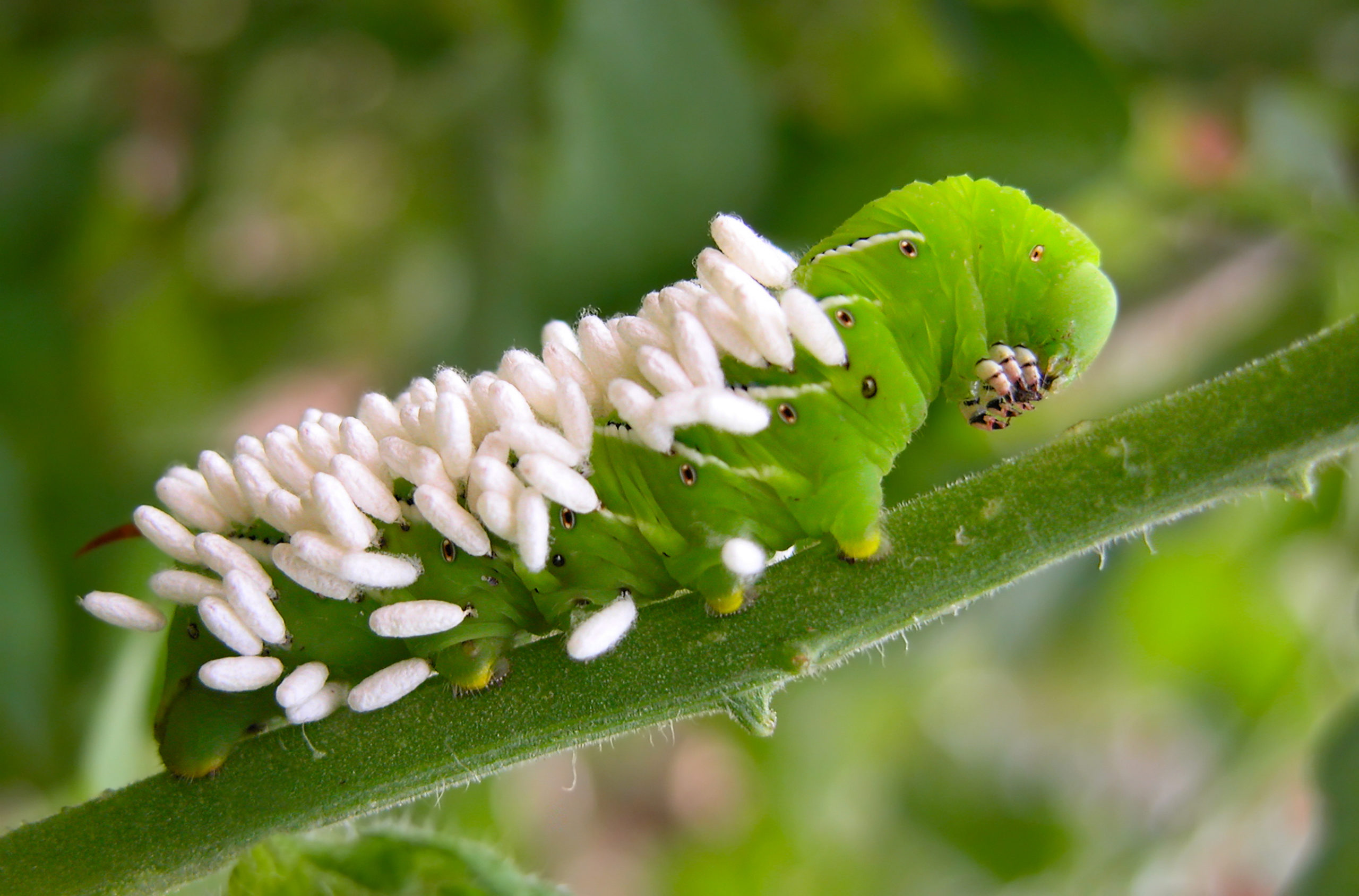A Tomato Hornworm with wasp eggs. A wasp has injected her eggs into this hornworm. When the eggs hatch into larvae, the caterpillar will be eaten.
