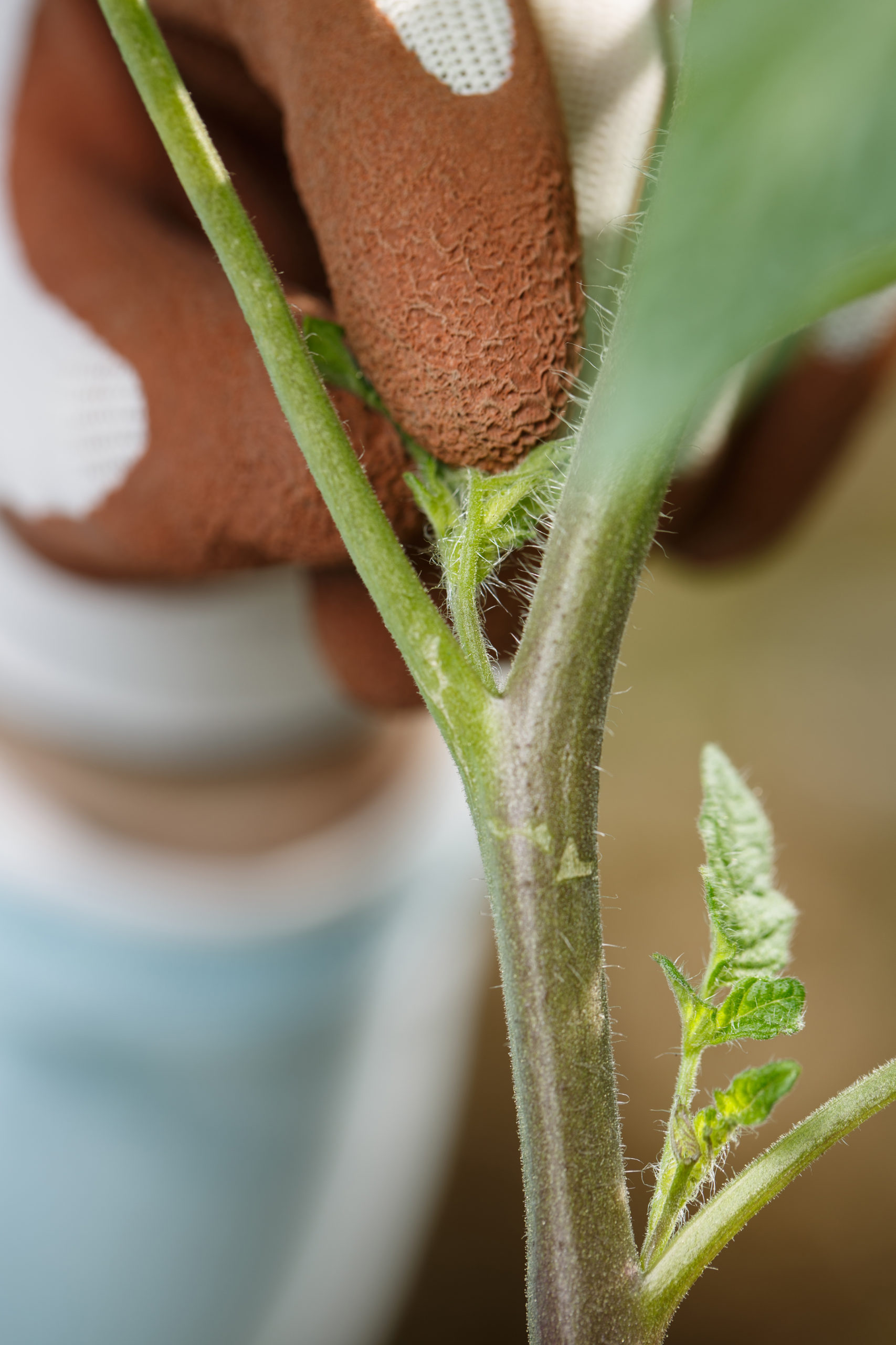 Gardener pinching off the suckers on tomato plant. Organic gardening, healthy, homegrown food, self-supply concept.