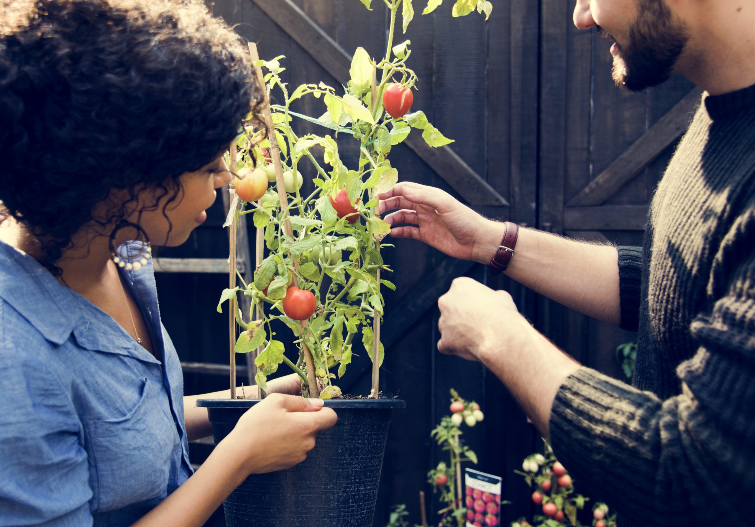 Adult Woman Holding Tomatoes Plant