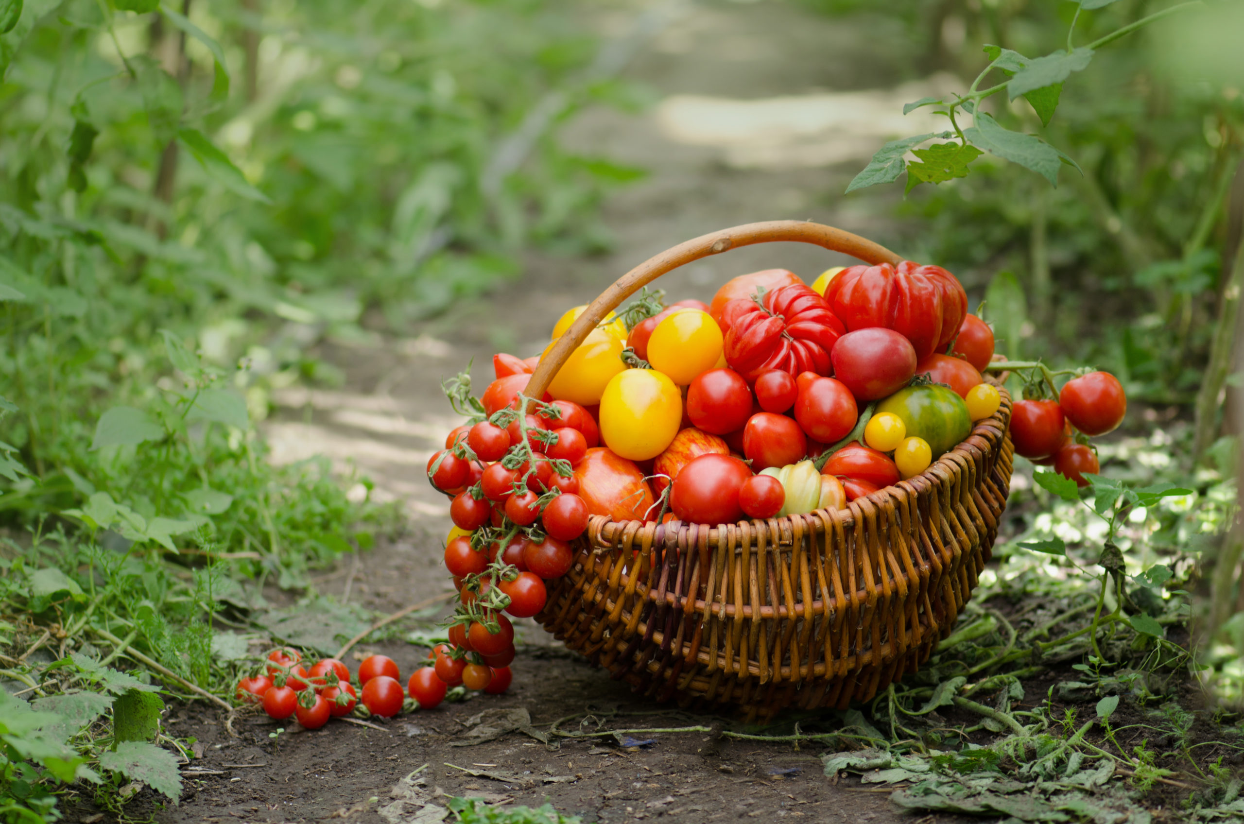 Different tomatoes in baskets near the greenhouse. Harvesting tomatoes in a greenhouse. Home grown tomatoes outdoor.