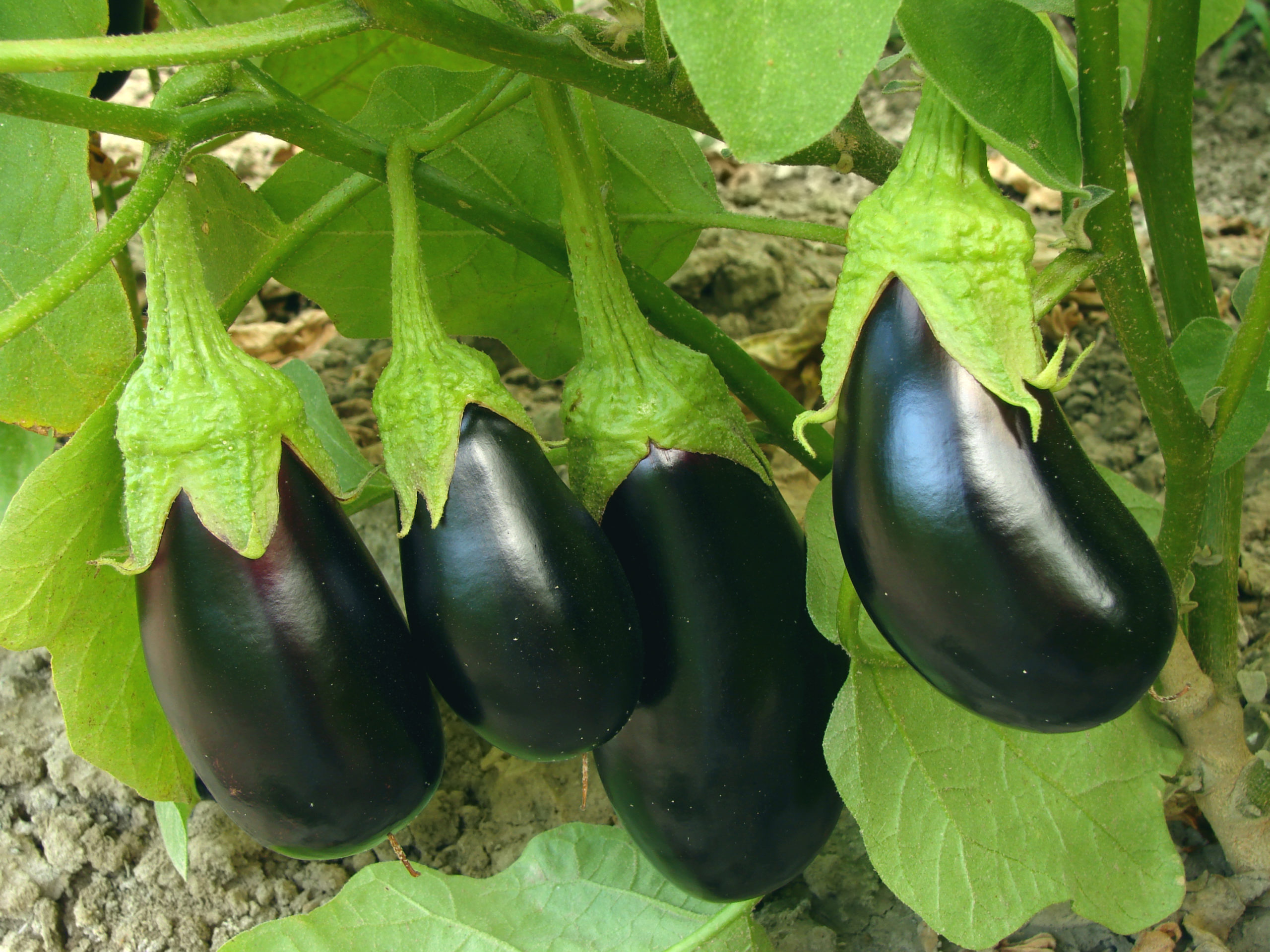 eggplant fruits growing in the garden