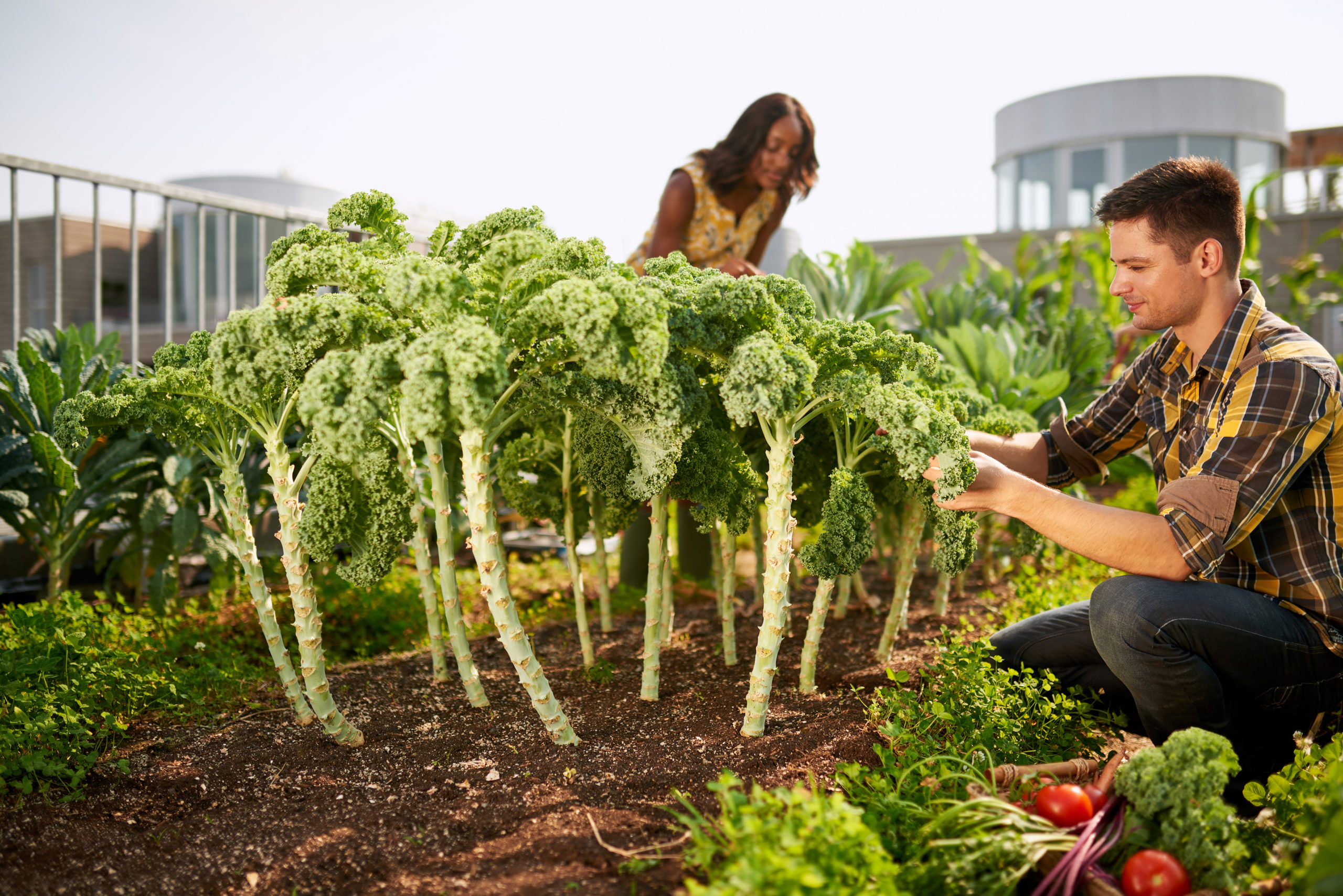 Gardeners tending to organic crops and picking up fresh kale from their small business rooftop garden
