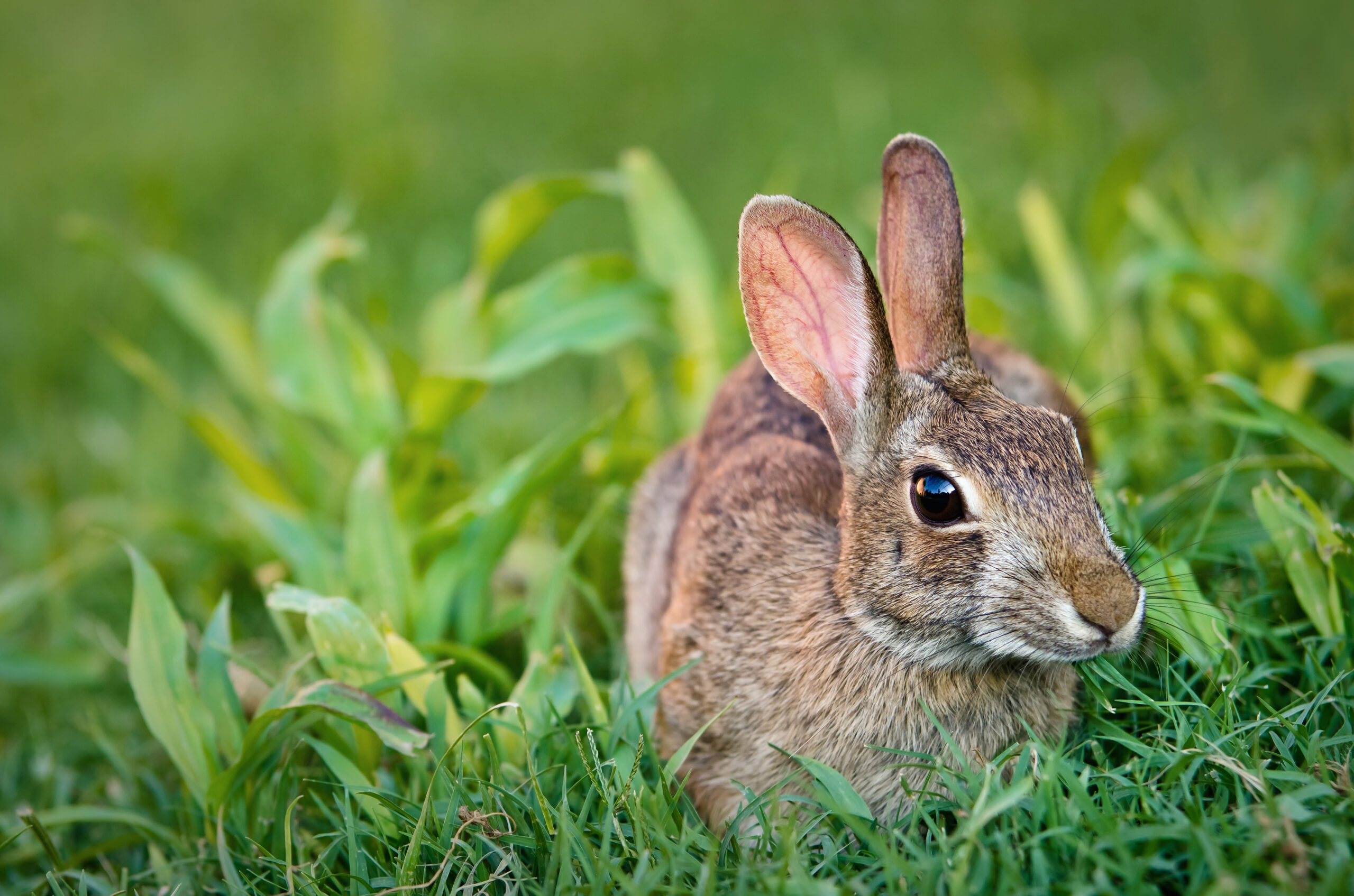 Cottontail bunny rabbit eating grass in the garden