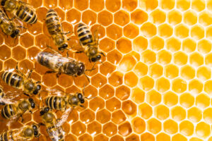 Close up view of the working bees on the cells of a honeycomb.