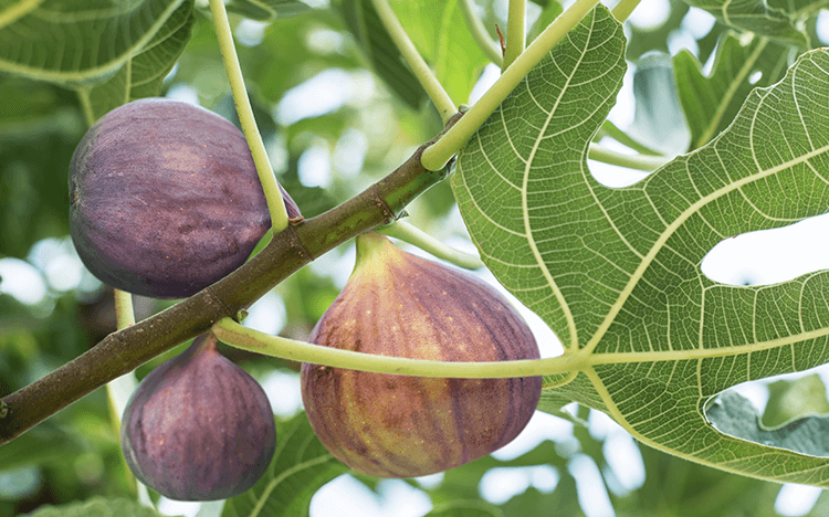A fig tree displaying three figs ready for harvest