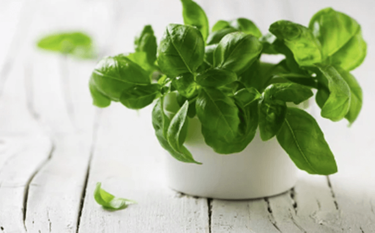 The basil plant in a white pot