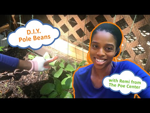 DIY Pole Beans - A Gardening Mini-Lesson: with Remi from the Poe Center