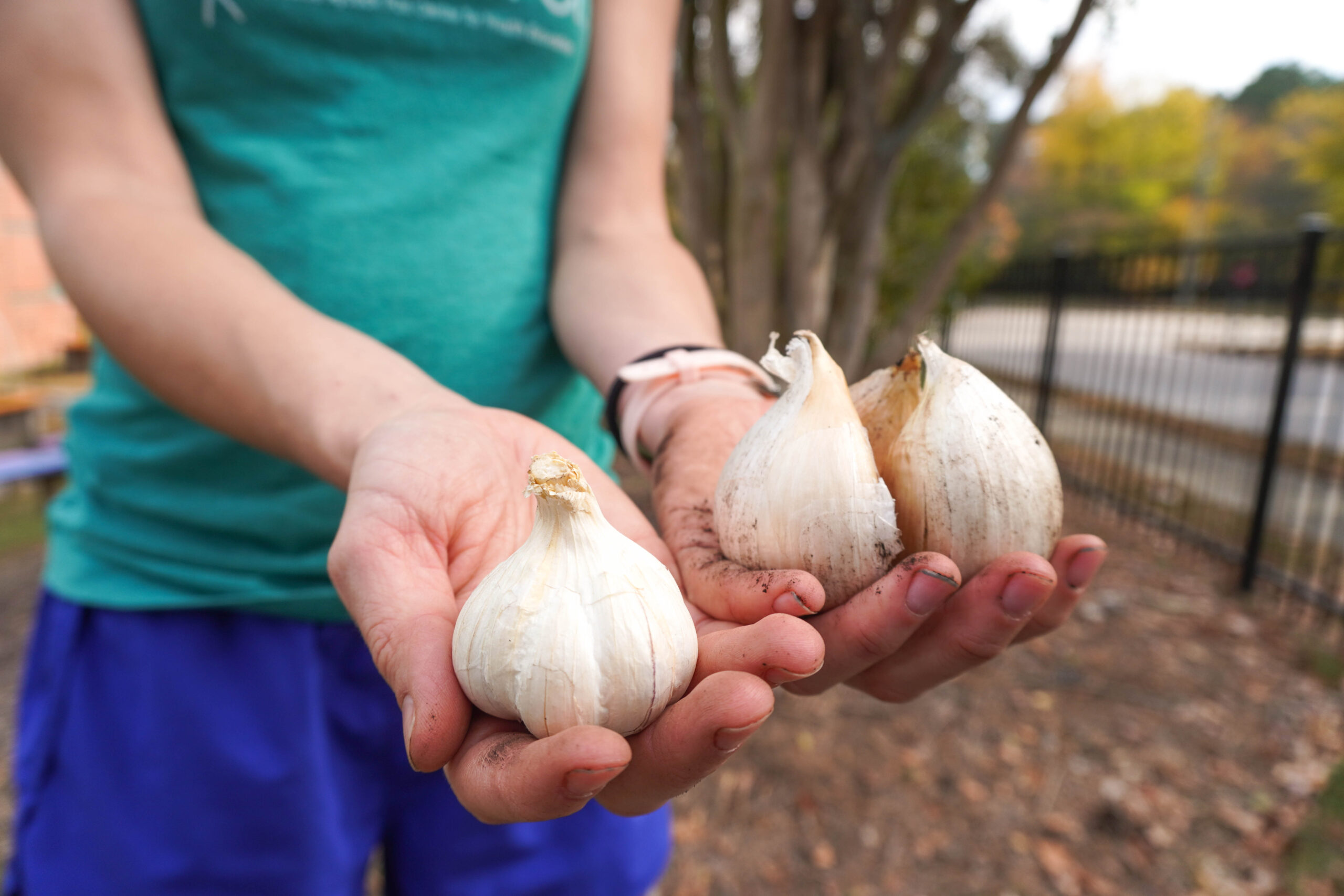 A person holding 3 bulbs of garlic in their hands