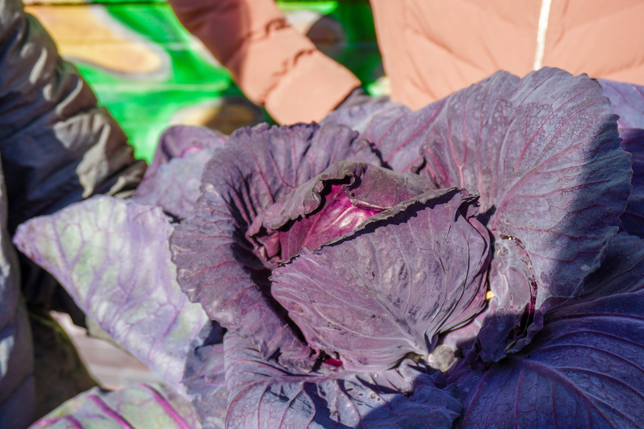 Close up of a freshly picked red cabbage.