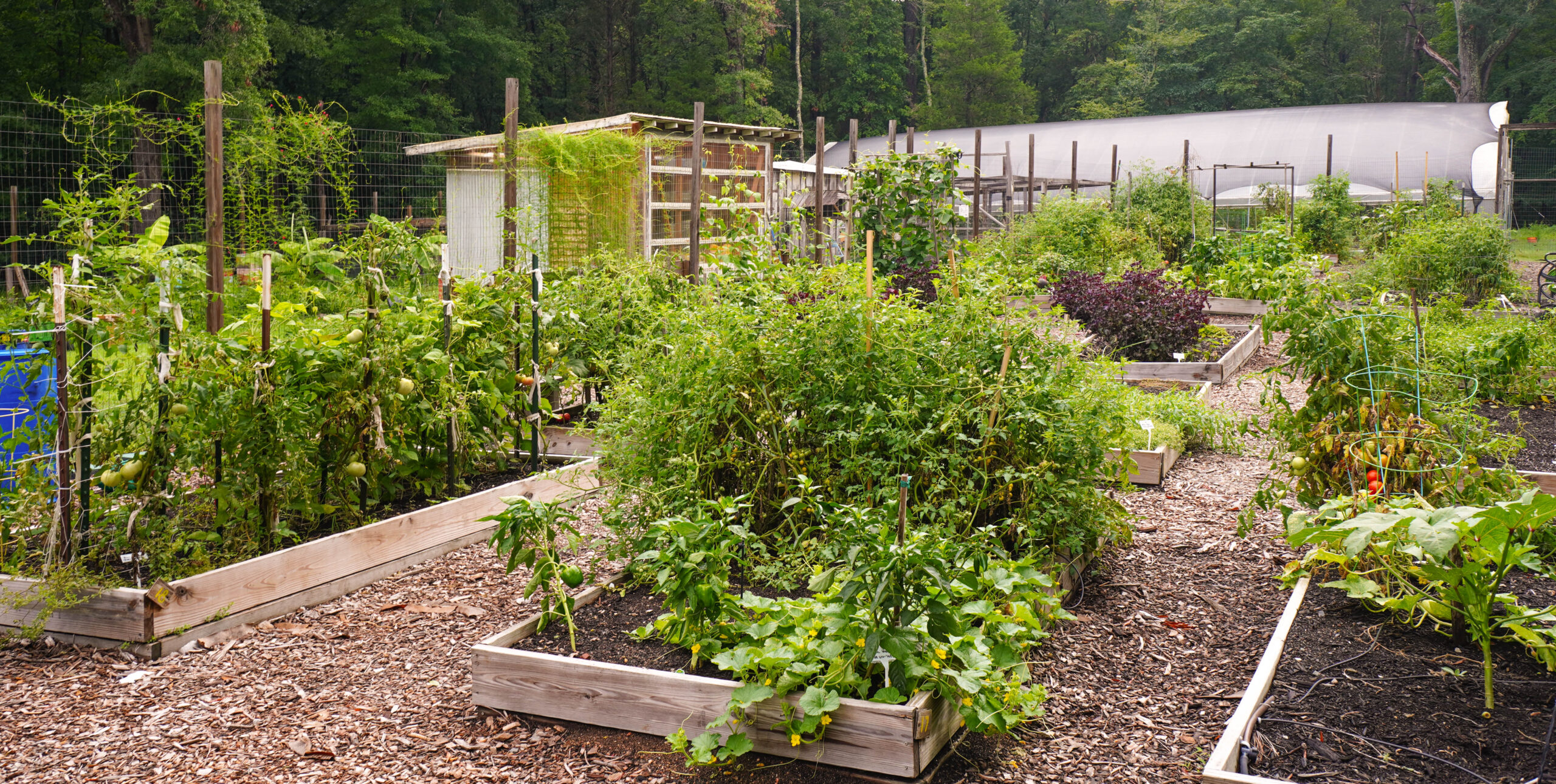 Garden inside of Urban Community AgroNomics (UCAN)
