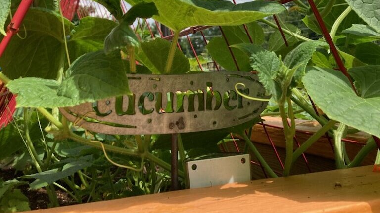 A metal cucumber sign in a garden bed.