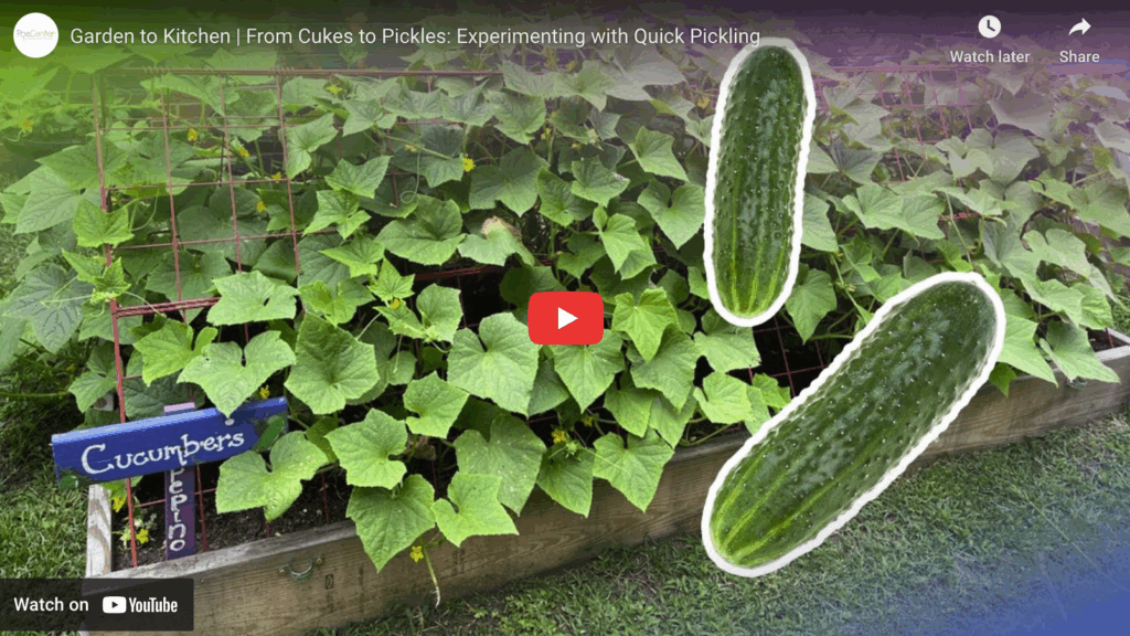 From Cukes to Pickles: Experimenting with Quick Pickling - Poe Center ...