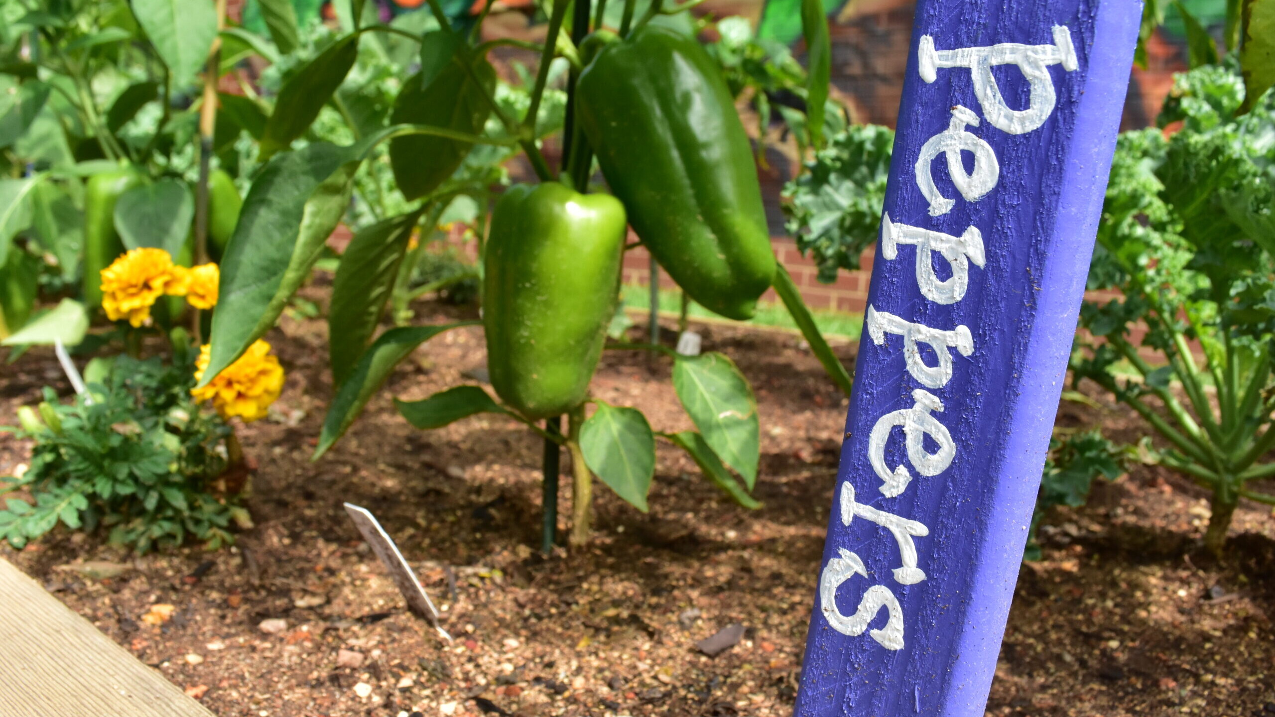 Peppers in a garden bed with a label.