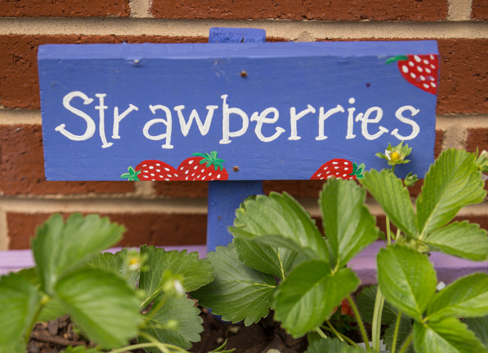 Wooden painted Strawberries garden sign.