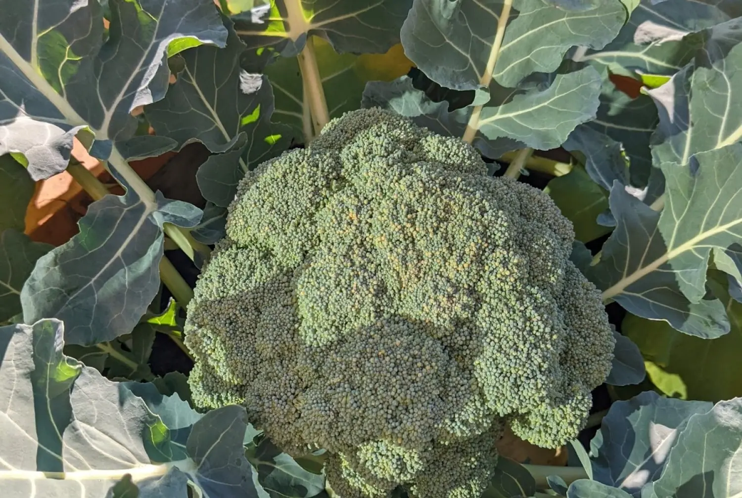 Broccoli