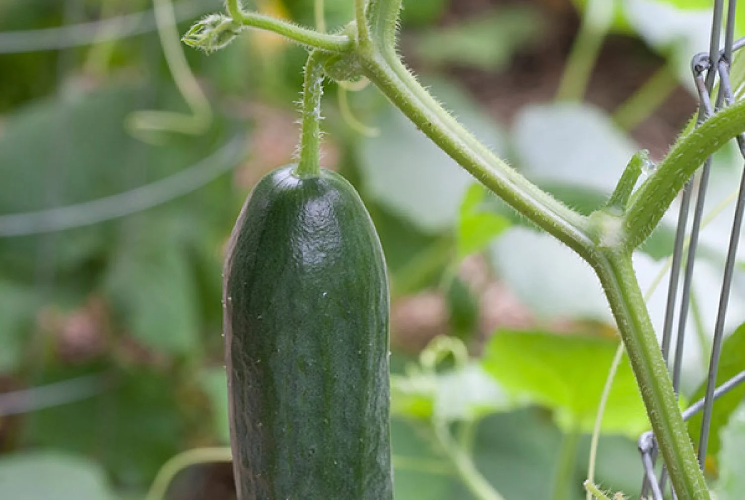 Cucumbers