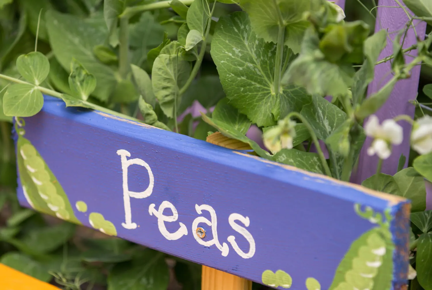 Peas