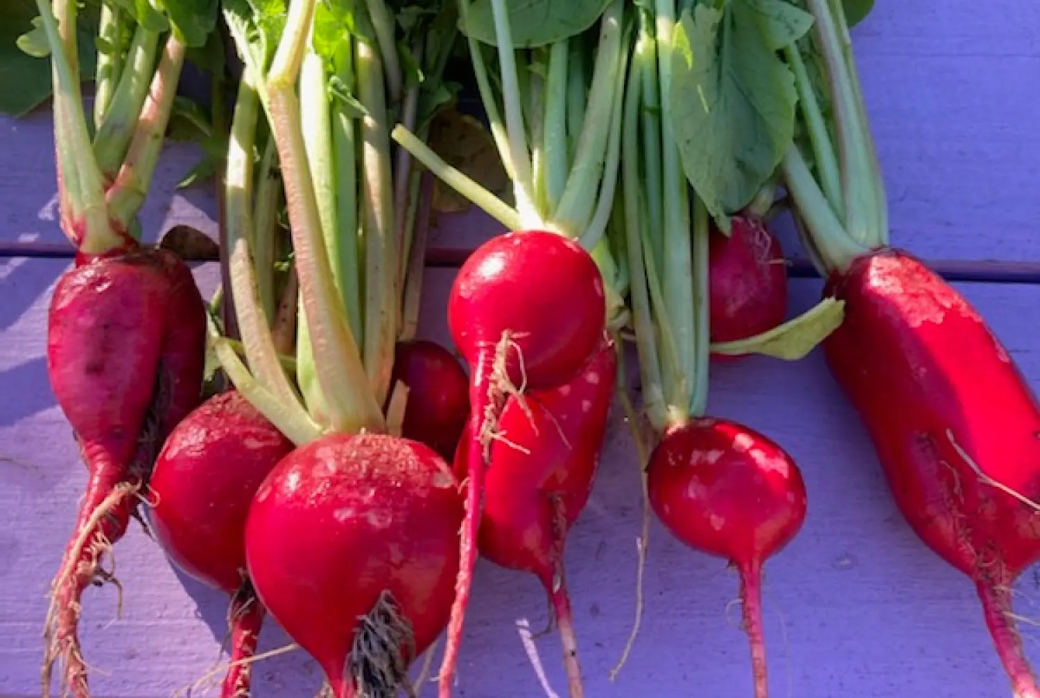 Radishes