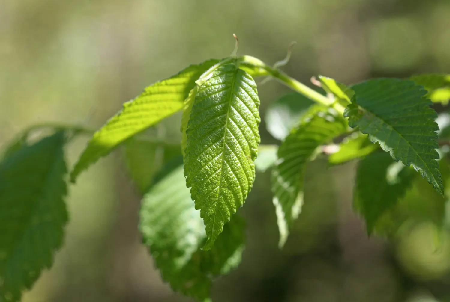 American Elm