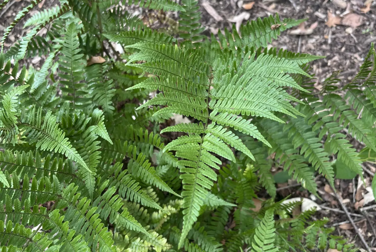 Autumn Fern