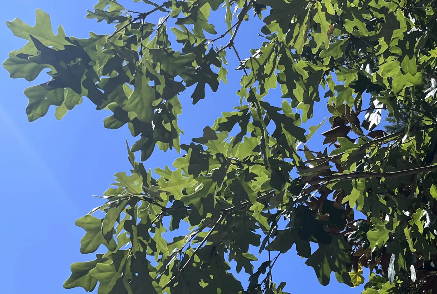 Black Oak