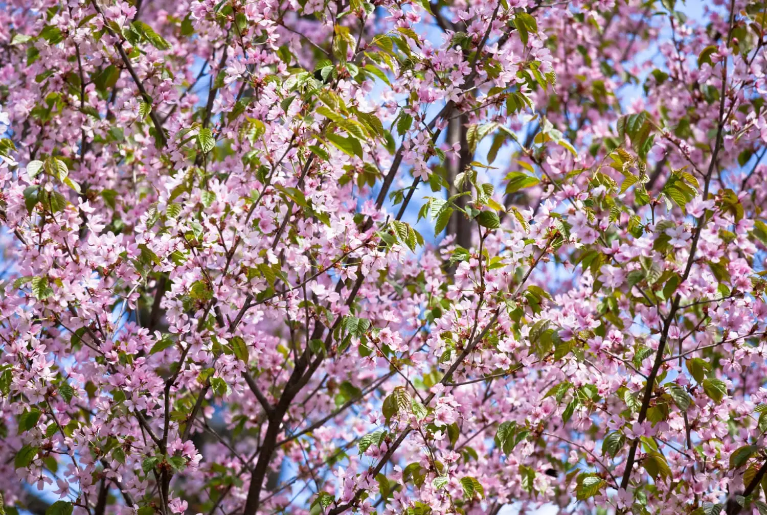 Japanese Flowering Cherry