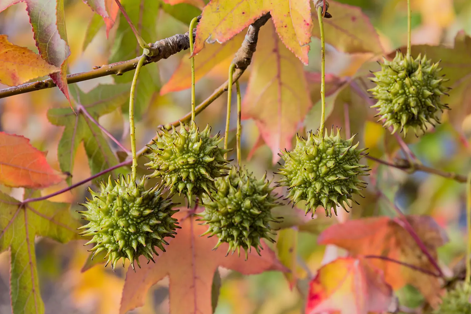 Chinese Sweetgum