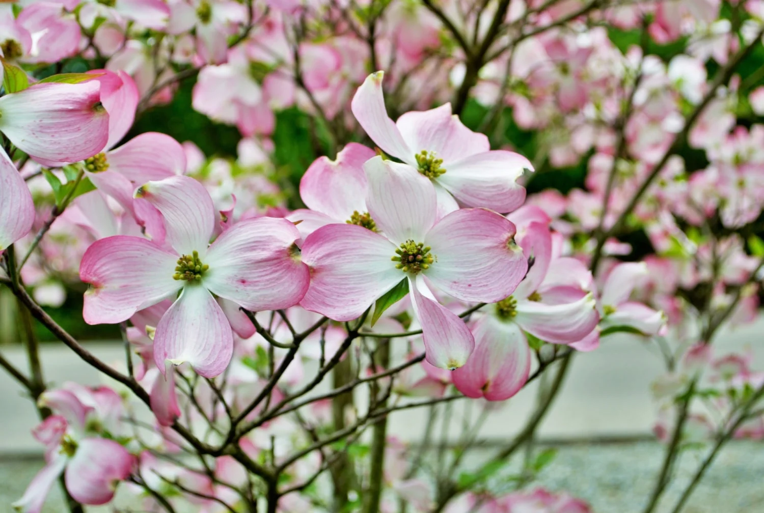 Flowering Dogwood