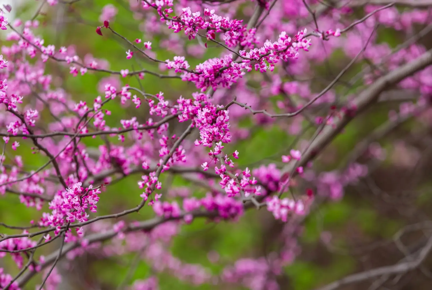 Eastern Red Bud
