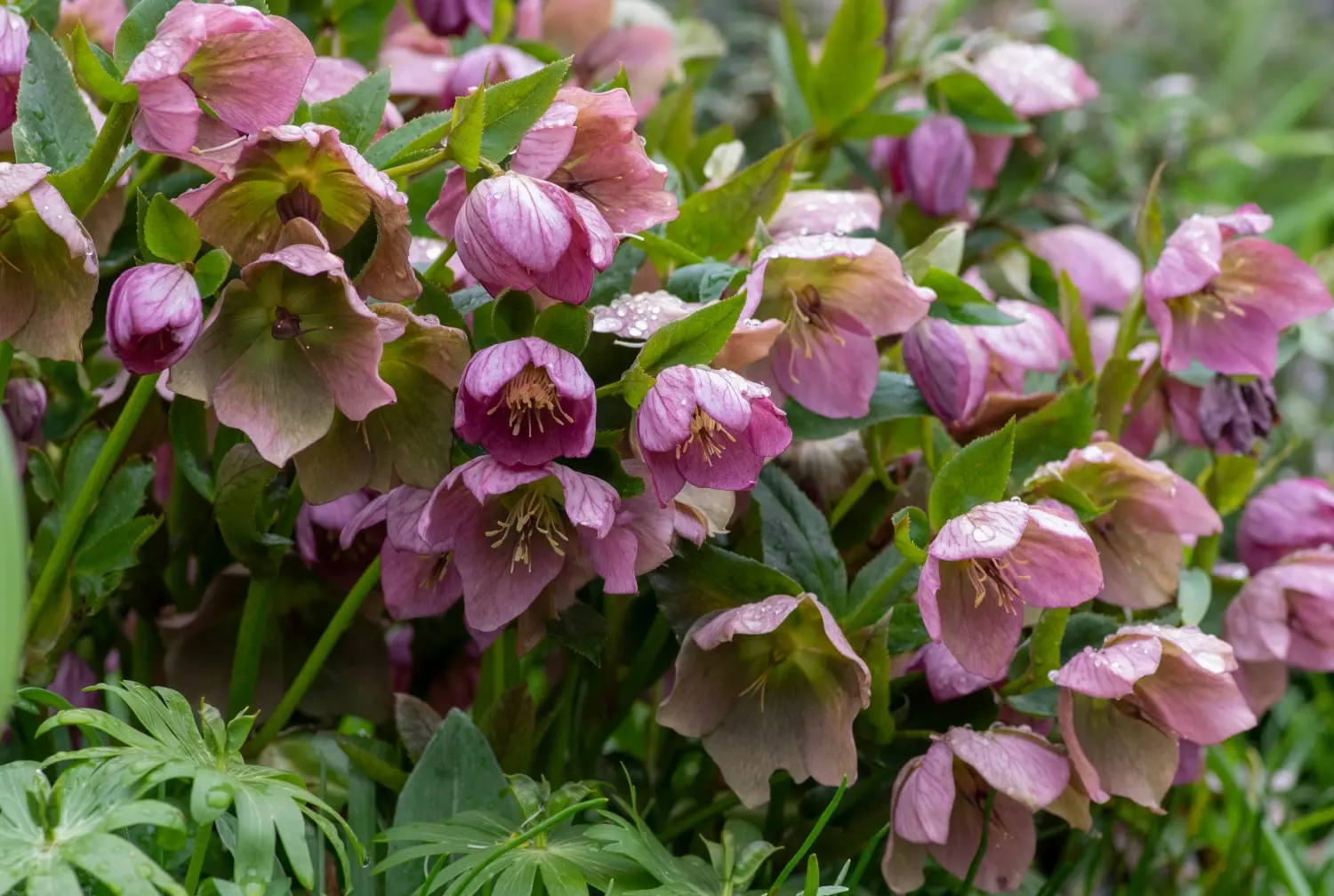 Hellebores
