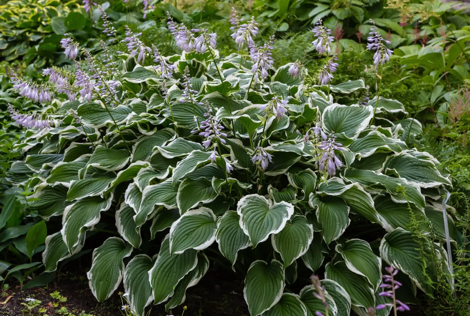 Hosta