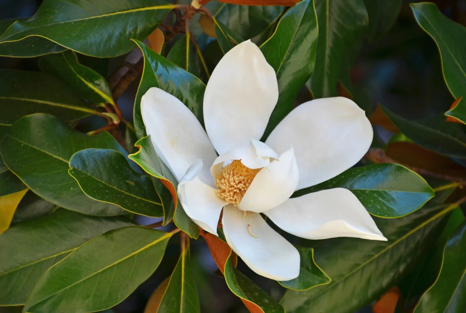 Southern Magnolia