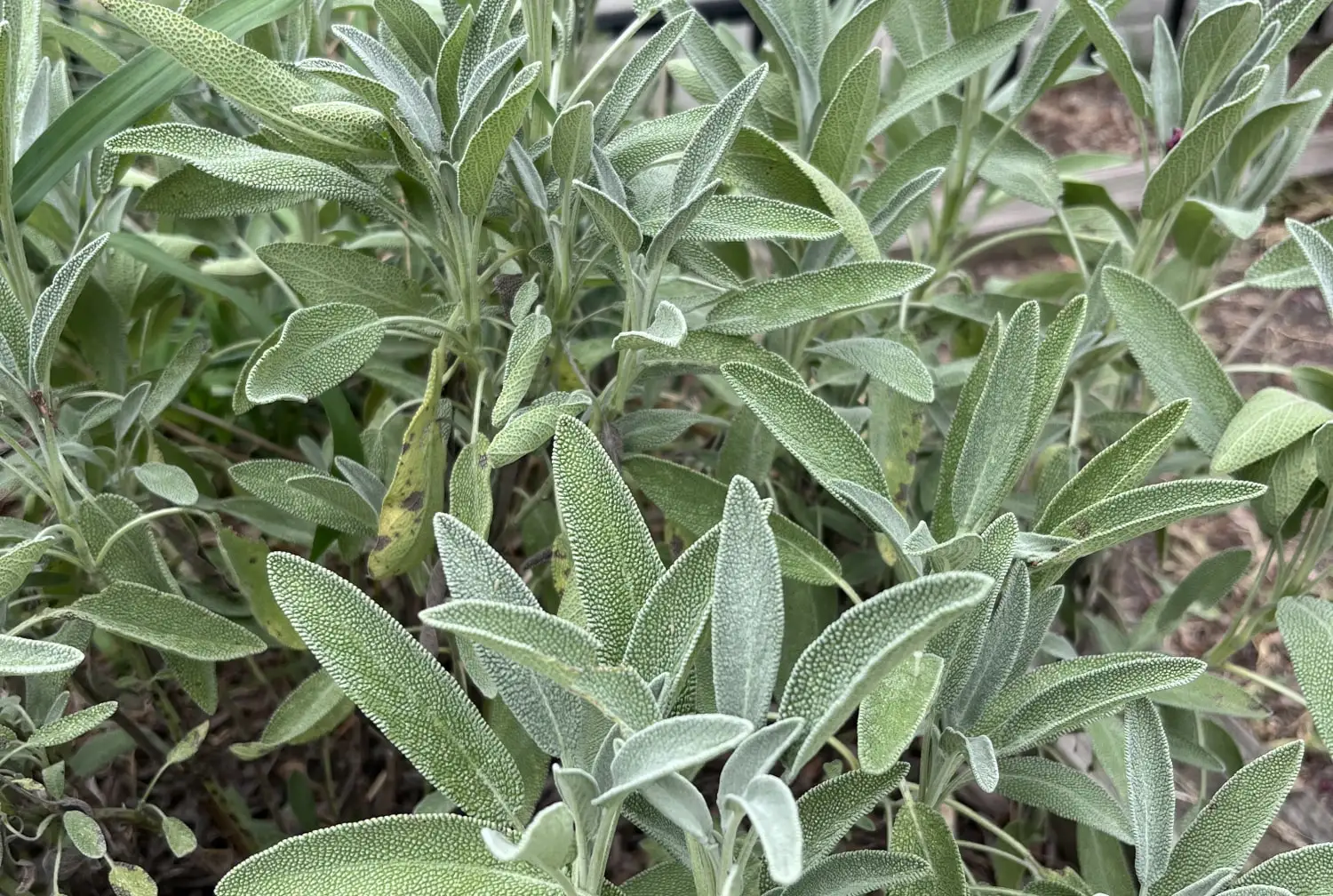 Sage