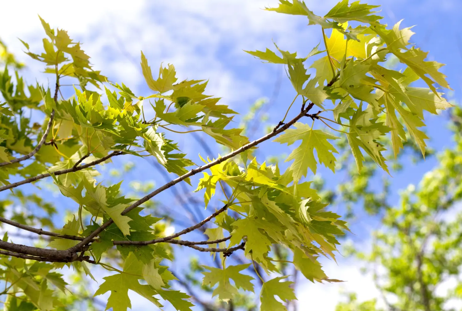 Silver Maple