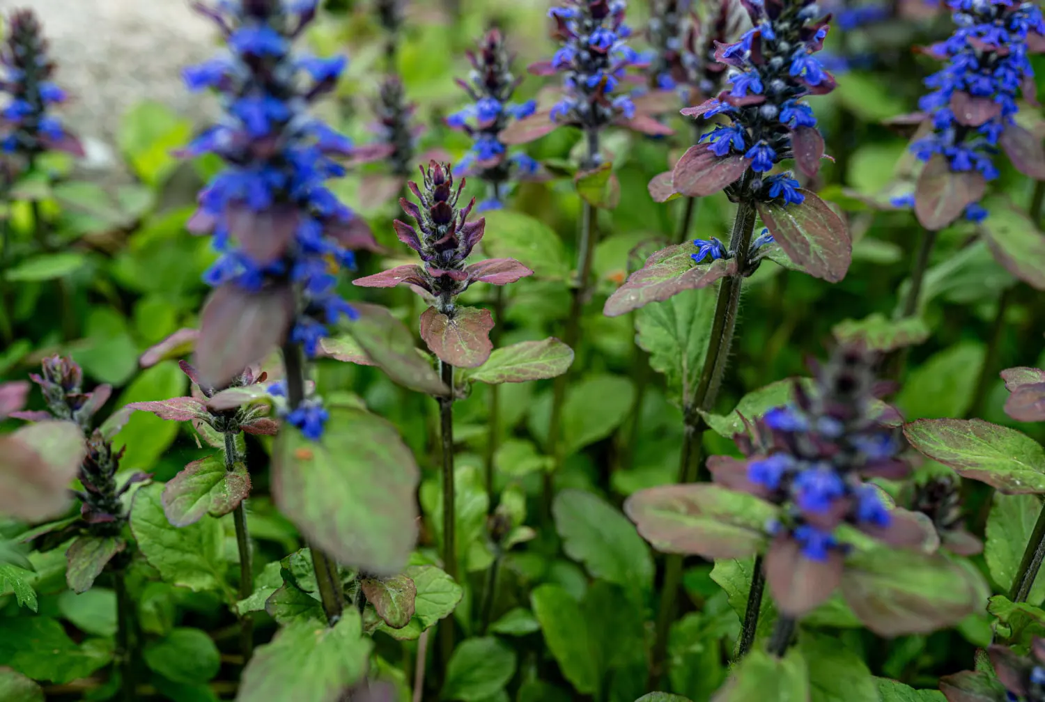 Ajuga