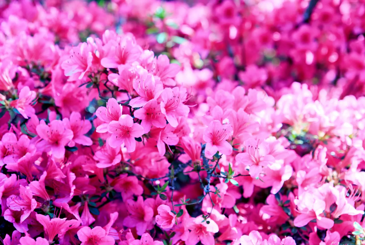 Azalea