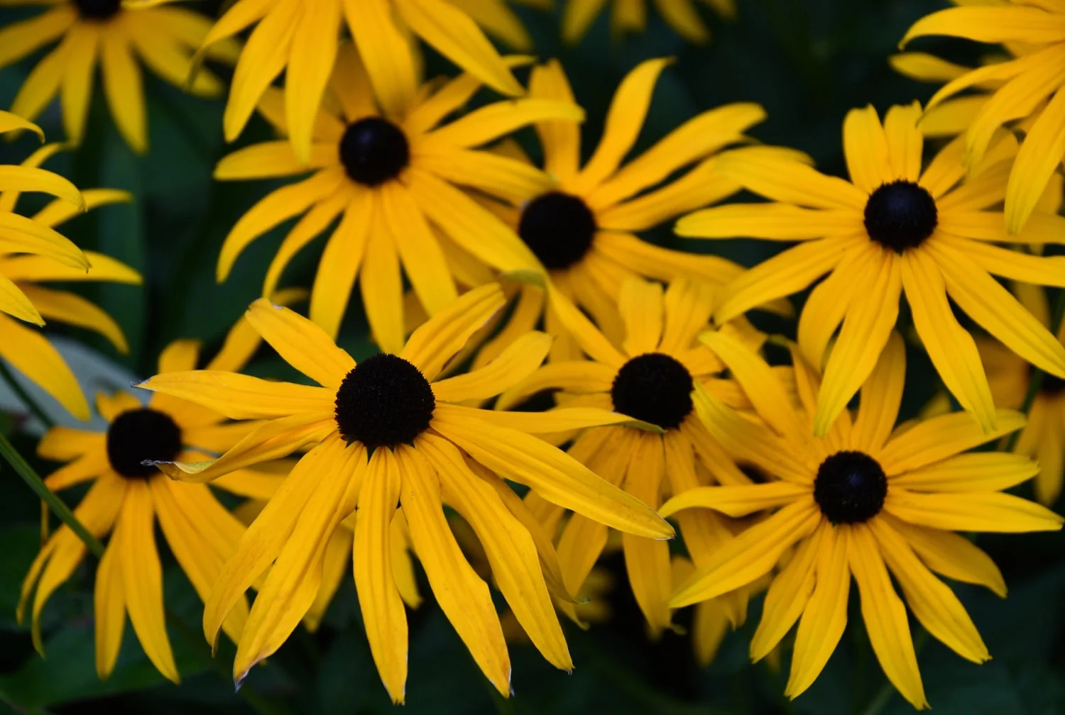 Black Eyed Susan