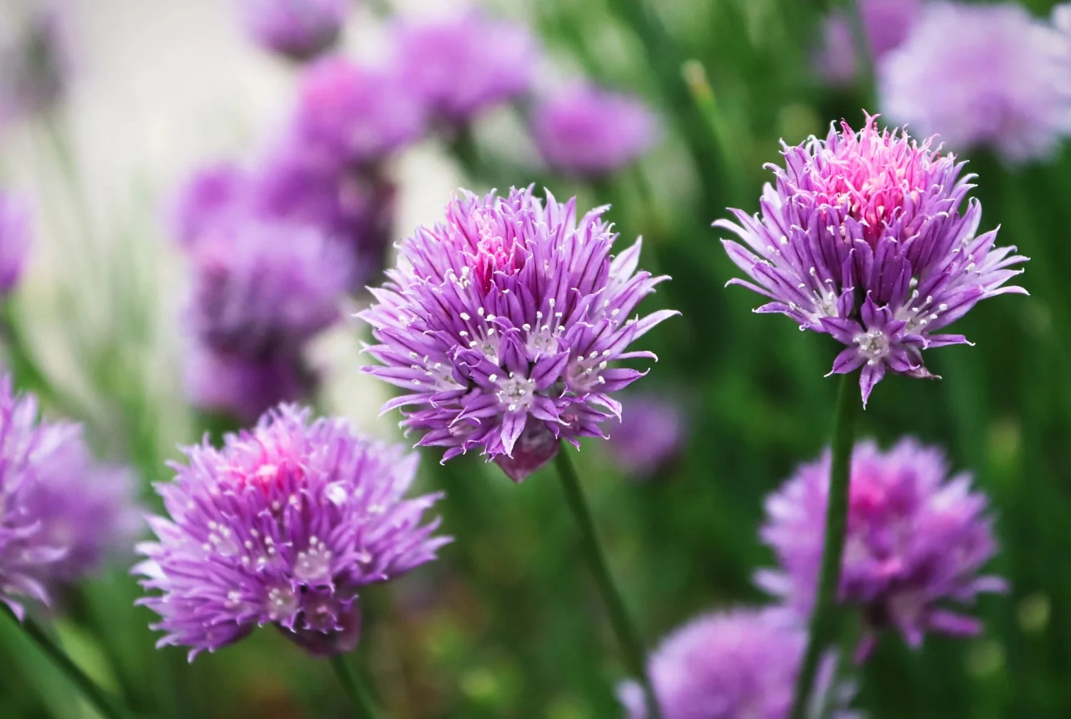 Garlic Chives