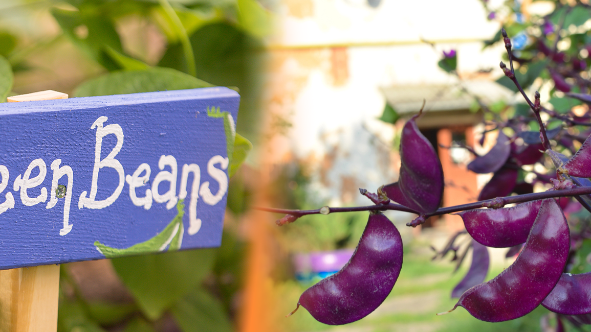 Green beans and purple beans in the garden with a garden sign that reads
