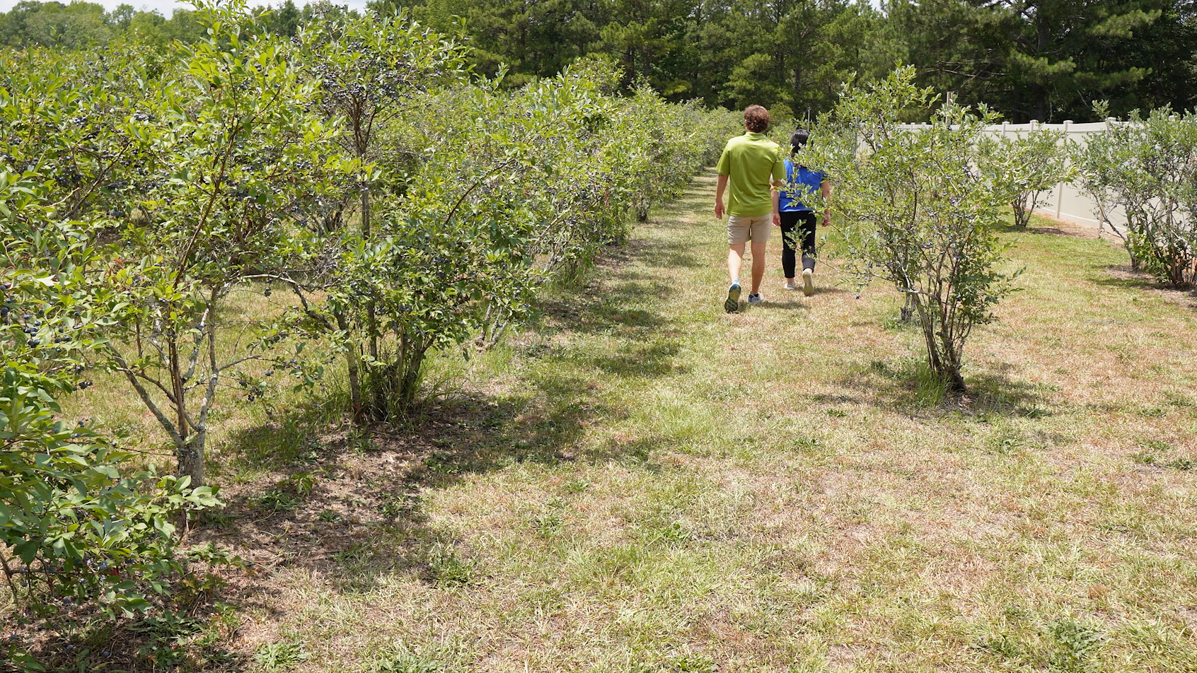 Walking through rows of blueberry bushes.