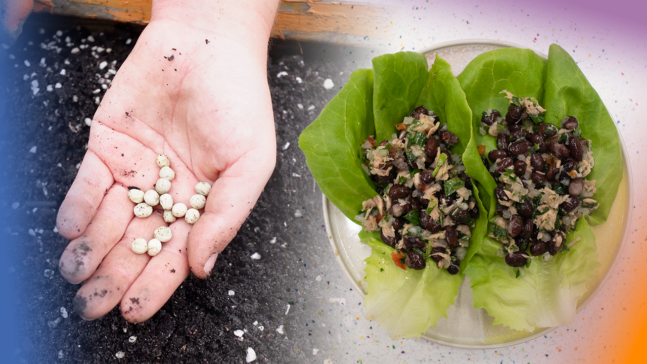A hand holding seeds and tuna salad in lettuce cups.
