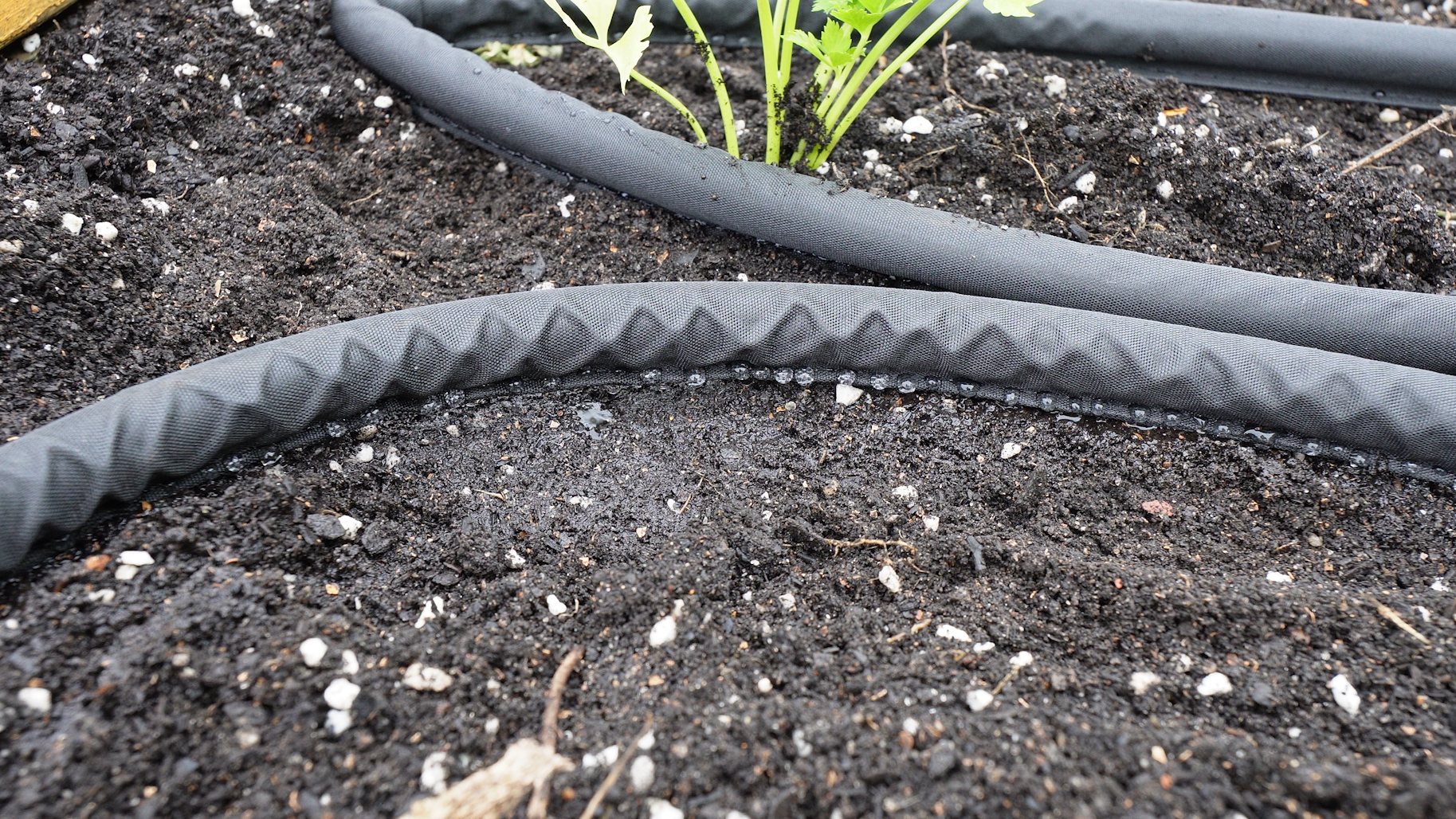 Soaker hose in a garden bed