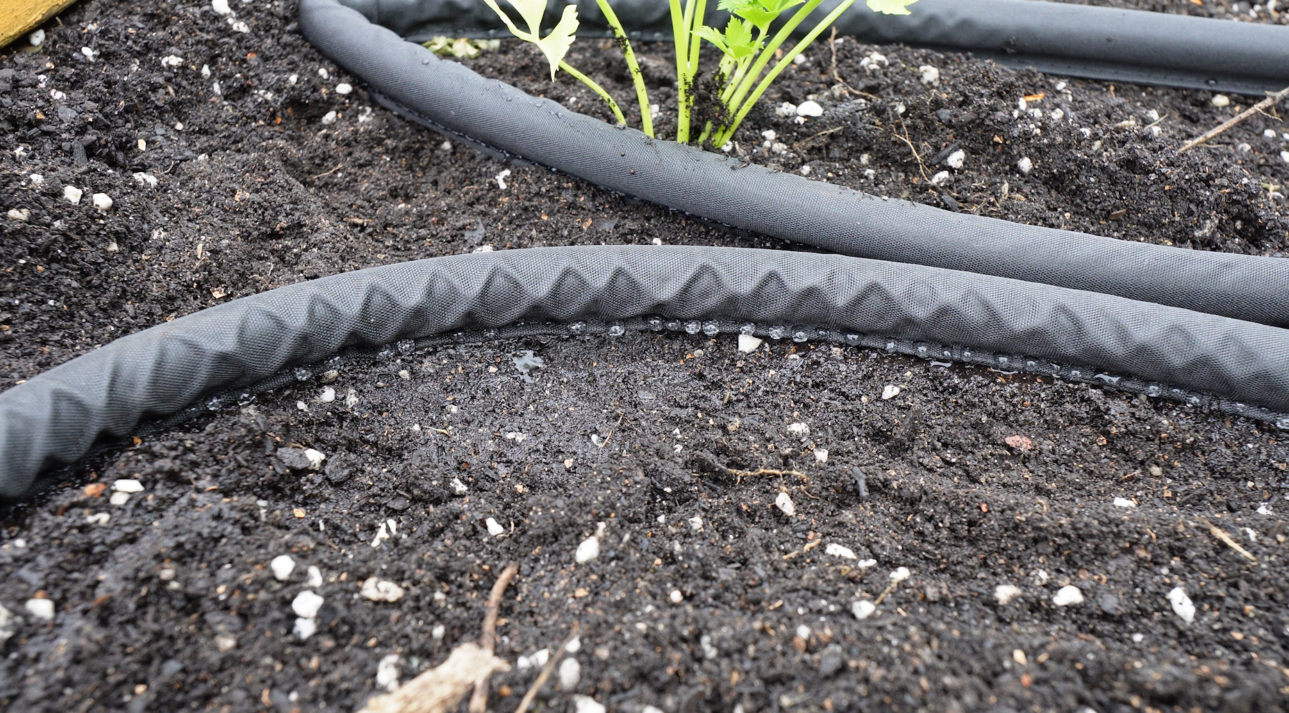 Soaker hose in a garden bed